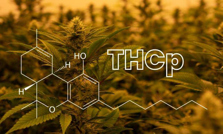 Understanding the Cannabinoid and Choosing the Right THCP Products 