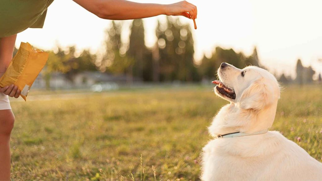 What to Know Before Giving CBD To Your Dog? cbd for dogs
